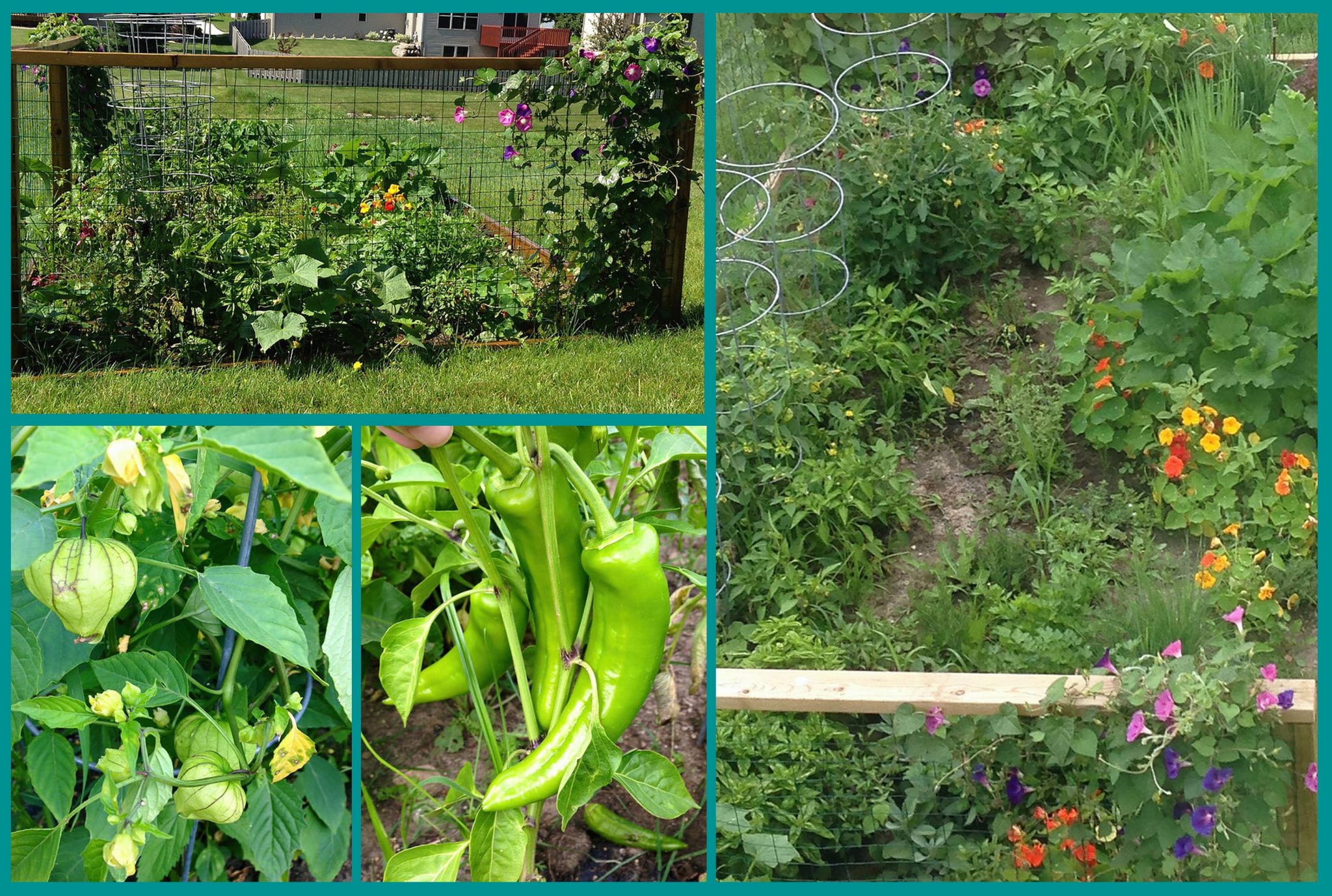 vegetable garden collage