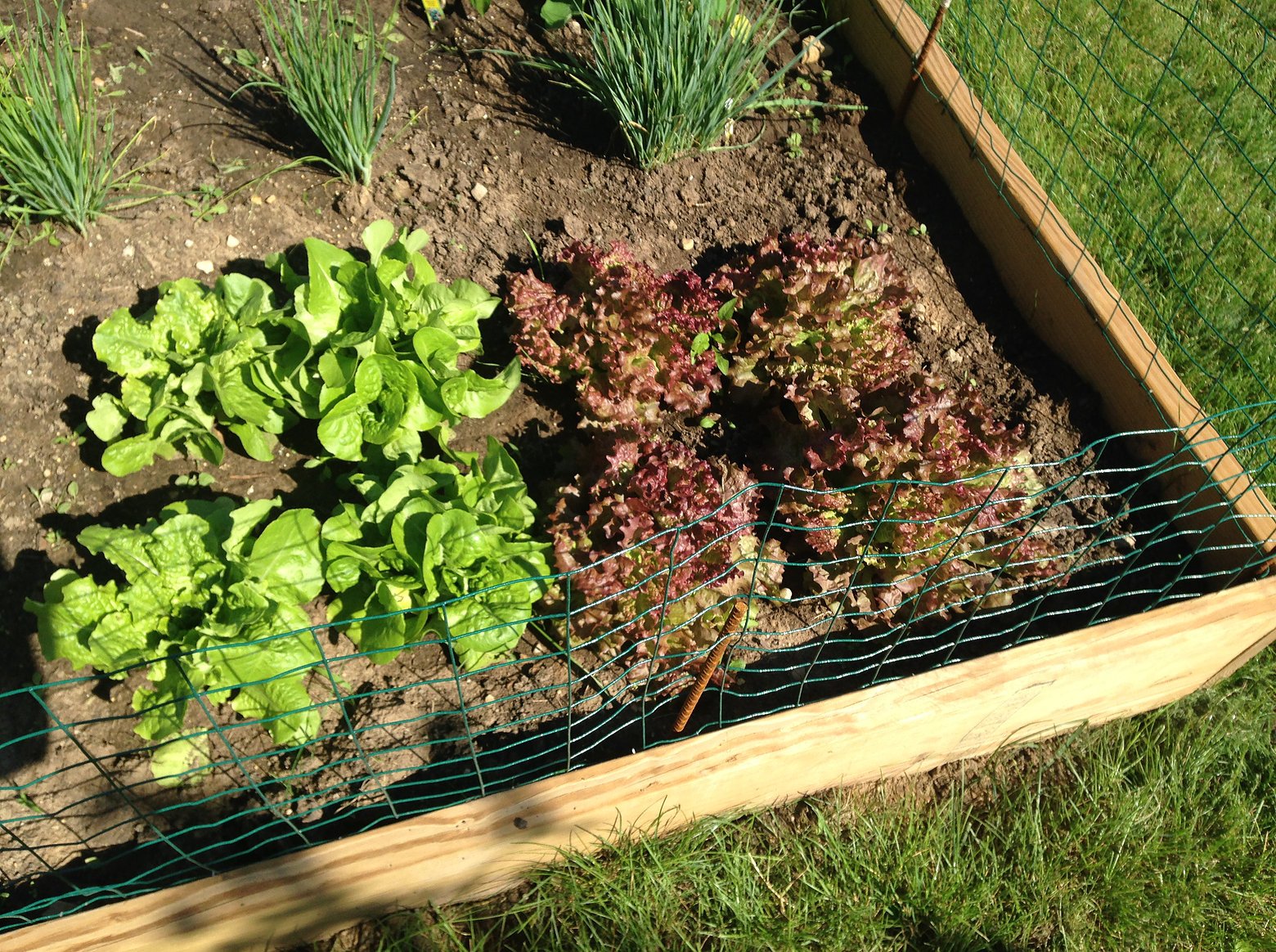 vegetable garden lettuce