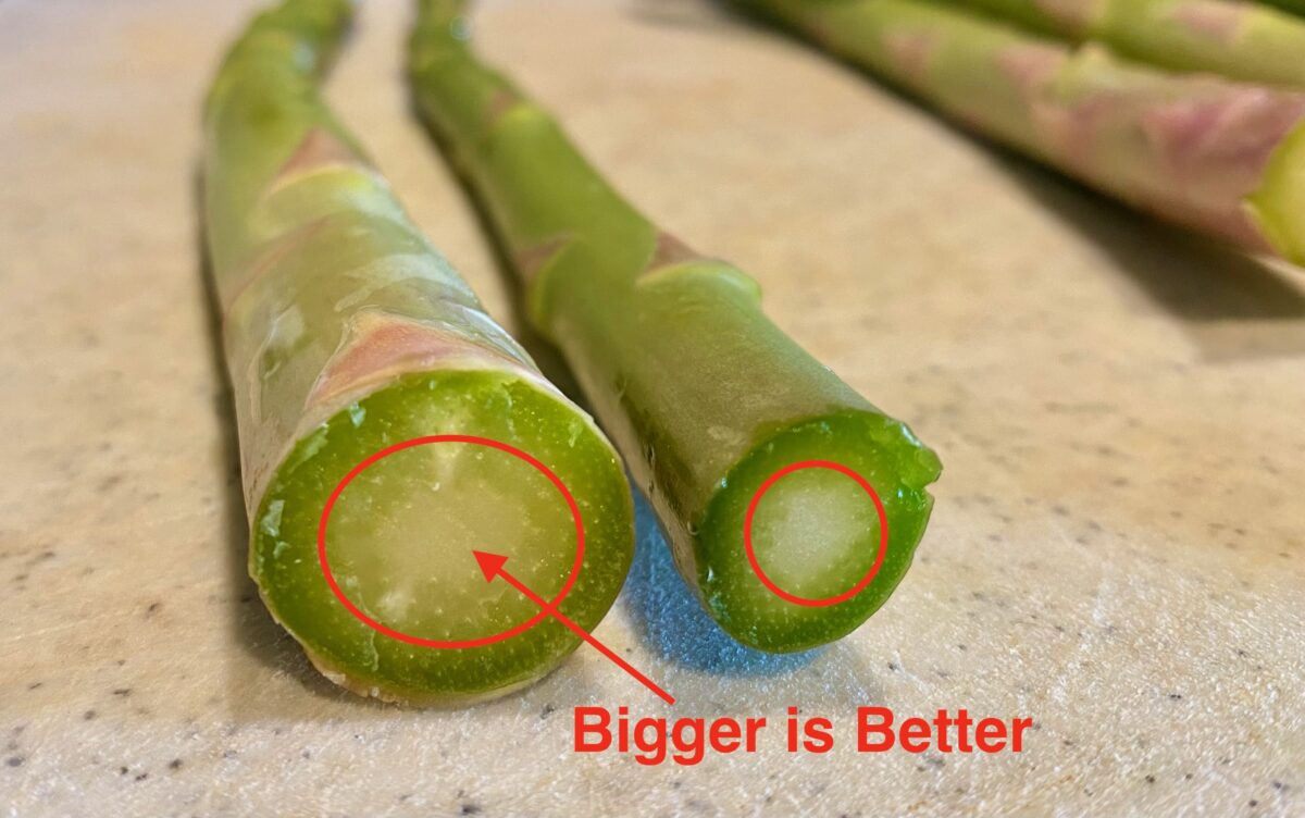 Close up view of comparing the cut ends of two different thicknesses of asparagus. The thicker one showing more soft soluble fiber than the thinner one.