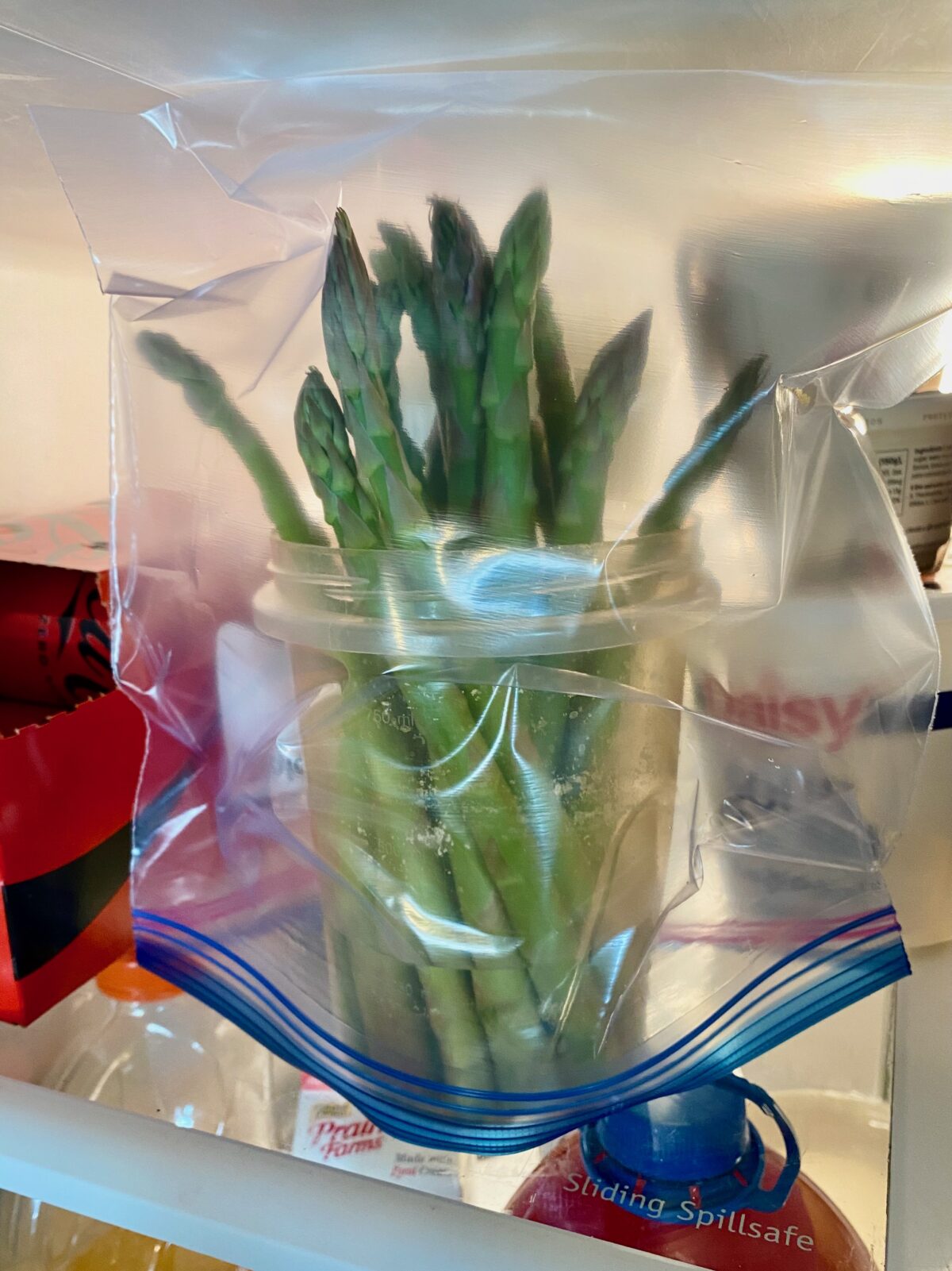 Trimmed asparagus that has been  placed into container with one inch of water and covered loosely with plastic bag sitting on a shelf in a refrigerator.